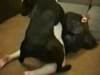 Black dog hard fucking a lady's wet pussy